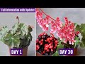 BEST Way to Grow & Care for Begonia Plant [A-Z Details with UPDATES]