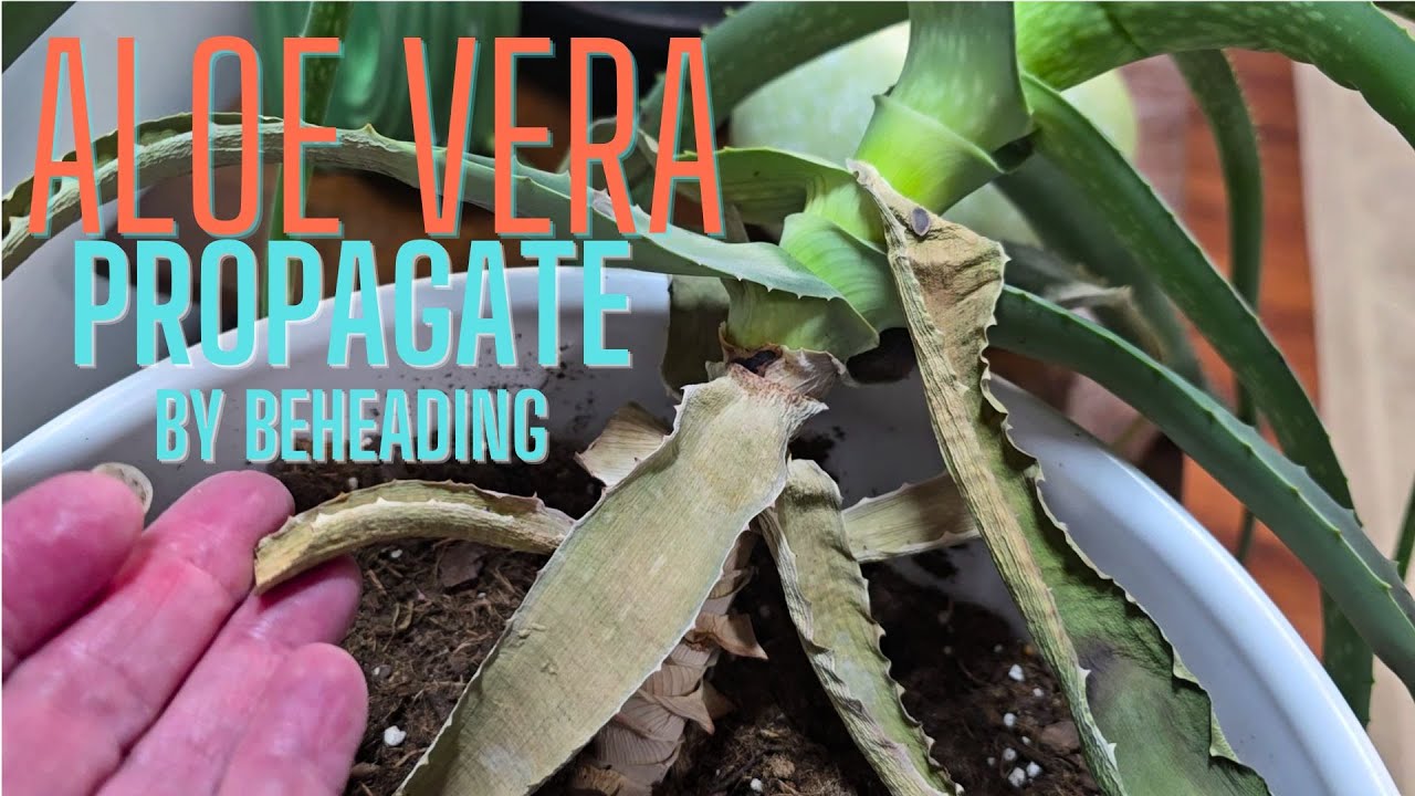 Emergency Aloe Vera Rescue: The Beheading Method
