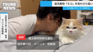 【速報】違法薬物「ネコ」を吸わせた疑いで逮捕　#ねこ #cat #スコティッシュフォールド #news #猫のいる暮らし