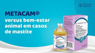 Leite Metacam Versus Bem-Estar Animal Em Casos De Mase