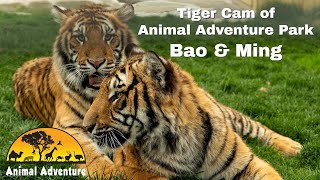 Tiger Cam of Animal Adventure: Bao & Ming