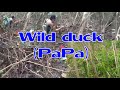 Part1 wild duck trap