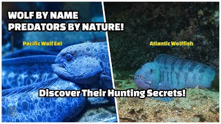 Epic Ocean Showdown Atlantic Wolffish Vs. Pacific Wolf Eel