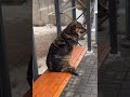 Собака ждёт транспорт на остановке #reels #dog #funny #video #винница #транспорт