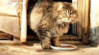 ✅🐾Katzenliebhaber füttern streunende Katzen auf der Straße