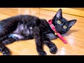飼い主が出張から帰ってきた時の子猫の反応はこうだった