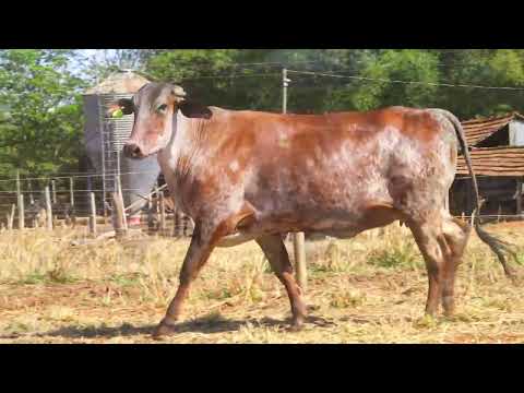 LOTE 51 4684CJ