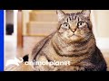 Obese Pets Weight Loss Transformations | My Big Fat Pet Makeover