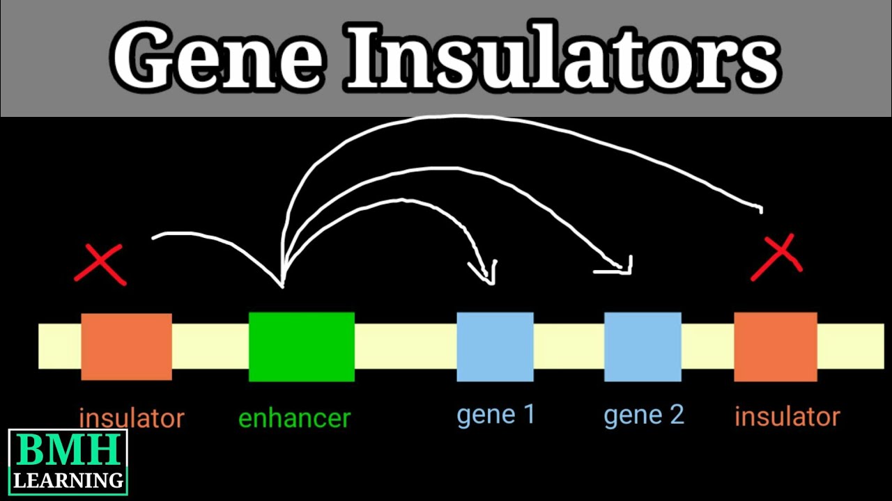 Gene Insulators Enhancer Blocking Insulators Transcription