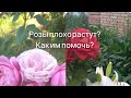 РОЗЫ ПЛОХО РАСТУТ?Какие причины и чем исправить.