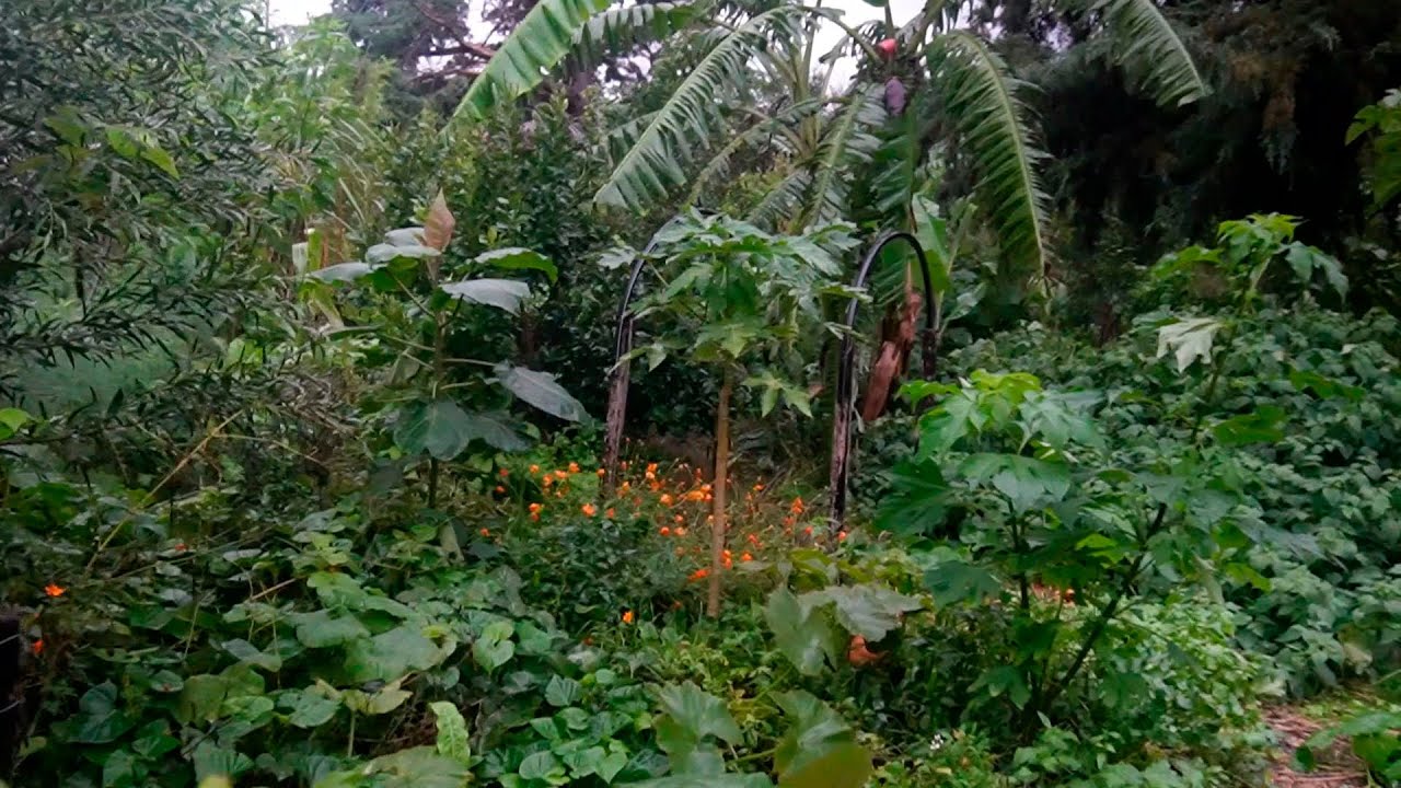 De Campo Pelado a Bosque De Alimentos en 2.5 Años - Permacultura & Sintropia Uruguaya