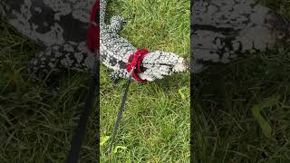 Lizard King - Milo the Tegu #reptiles #animals #pets #zoo