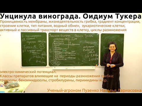 Оидиум винограда, фунгициды, циклы, питание,  размножение, защита- лекция Пузенко Натальи Лариасовны