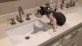 Devon Rex kitten trying to figure out the bathroom sink by Miette Rex 1,367 views 6 years ago 1 minute, 42 seconds