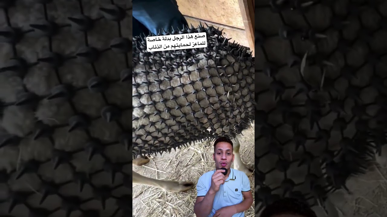 صنع هذا الرجل بدلة خاصة للماعز لحمايتهم من الذئاب