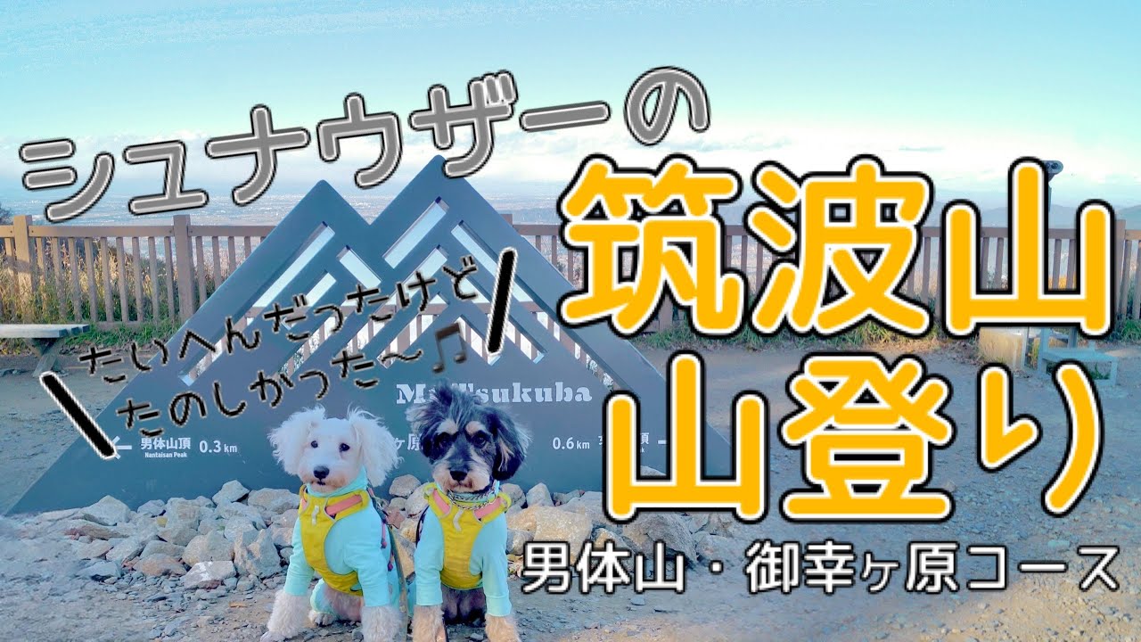 【犬と登山】大変だけど、楽しかった♪シュナと筑波山⛰️