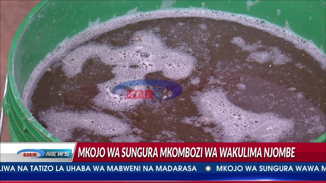 Mkojo wa Sungura watumika mkoani Njombe kuangamiza wadudu waharibifu mashambani