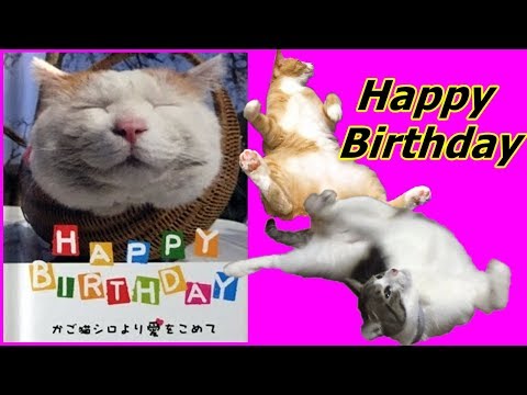 猫好きさんの誕生日に猫バースデーカードはいかが Youtube