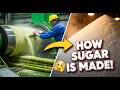 Inside a Giant Cane Sugar Factory 🍬 | How Fresh Sugarcane Becomes Shiny Crystal Sugar (Full Process)
