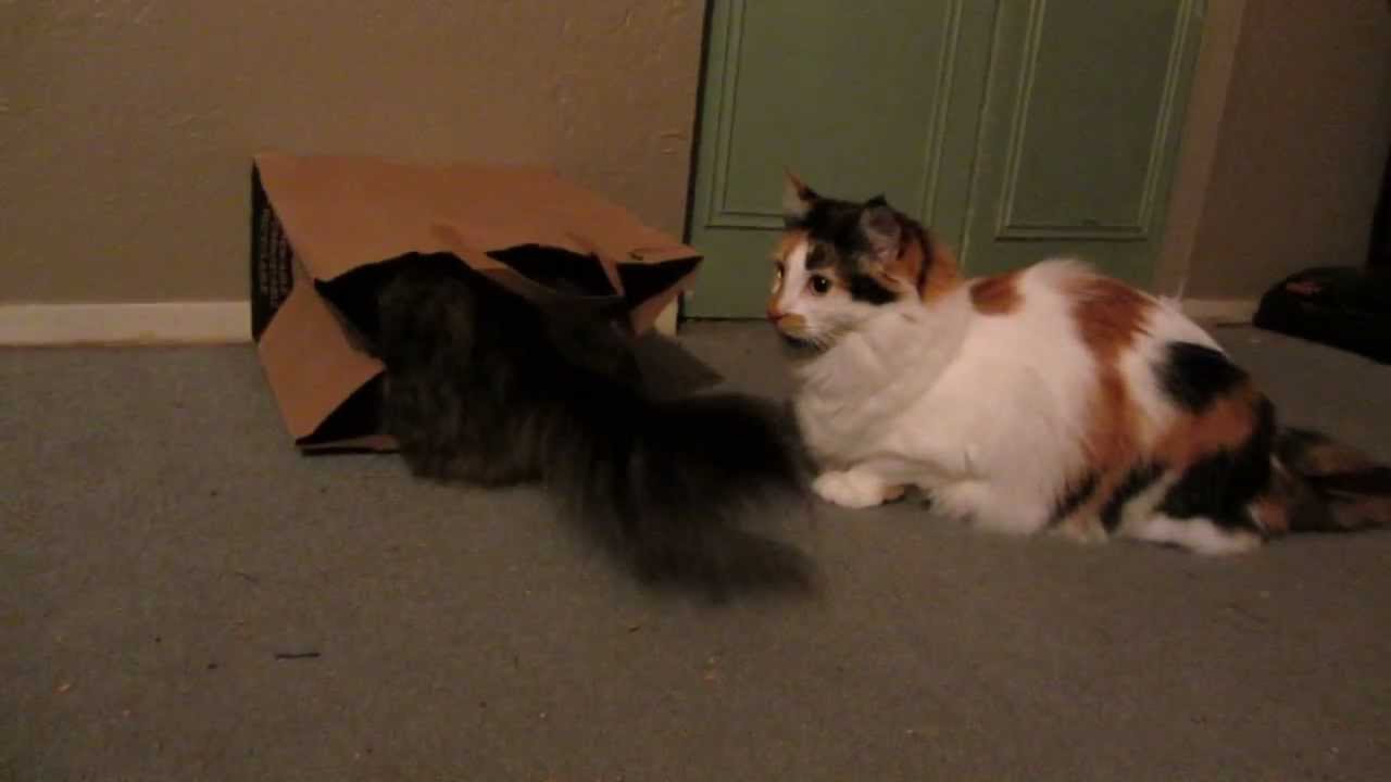 Cats and Paper Bags YouTube