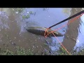 bowfishing pesca com arco 2019 carpa 49