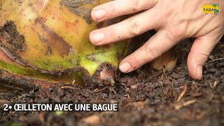 FABA - L'oeilletonnage du bananier plantain