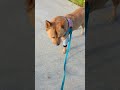 20260524 아침 산책 0 Morning walk - 따야 Ddaya🥰#왕크왕귀 #진도믹스 #황구 #시고르자브 #댕댕이 #힐링 #위로 #펫로스 #7080 #무반주노래