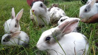 Cute Rabbits Playing । Baby bunnies । Pets vlogger by Pets Vlogger 15 views 2 years ago 1 minute, 46 seconds