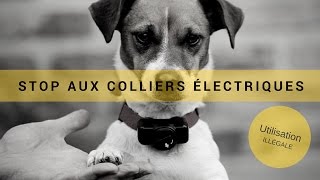 L'utilisation des colliers d'éducation : Nature de Chien prend position ! screenshot 1