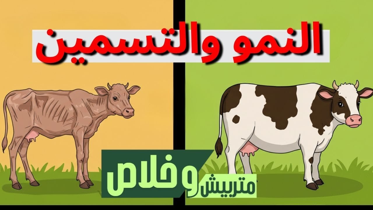 متربيش وخلاص |  كل حاجة هتحتاج تعرفها عن التسمين والنمو والفرق بينهم