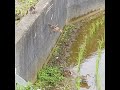 羽ばたくカモの子【引っ越し試練】気持ちは飛んでる?