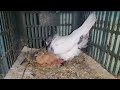 Breeding Progress | 70 Plus Bachay Niklay  | Successful Breeding || Hashim Mahmood Pigeons