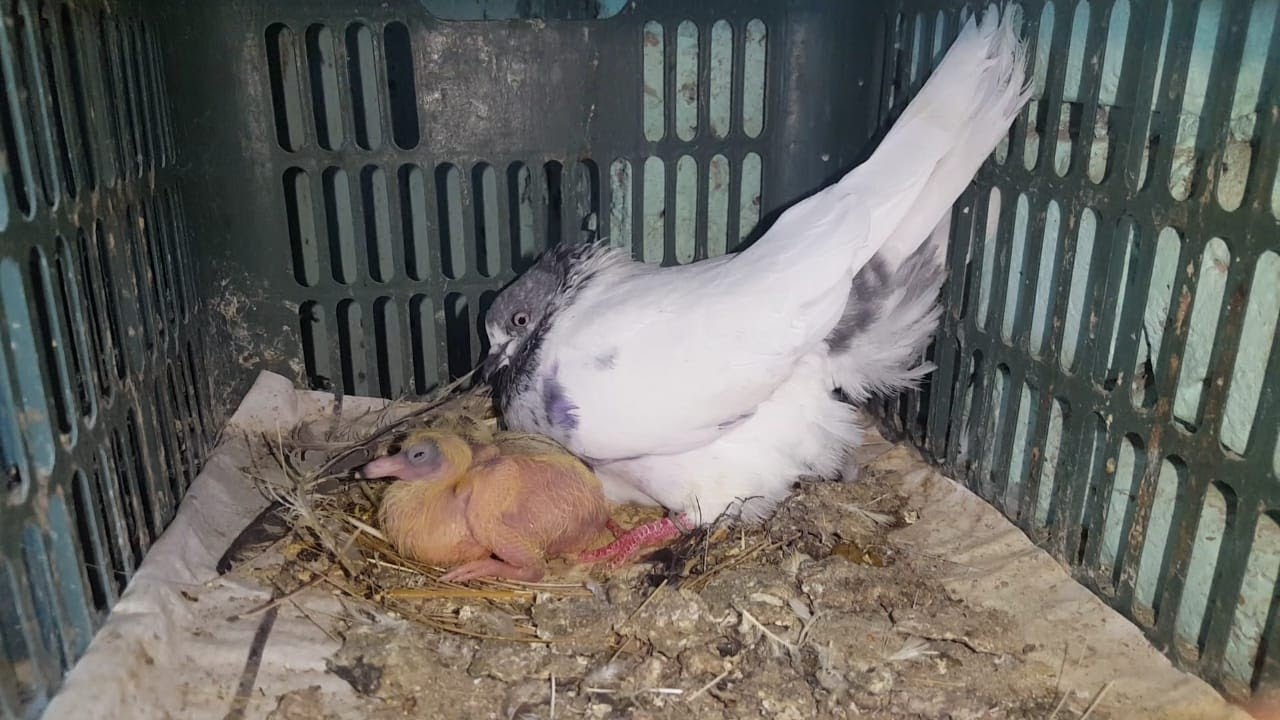 Breeding Progress | 70 Plus Bachay Niklay  | Successful Breeding || Hashim Mahmood Pigeons