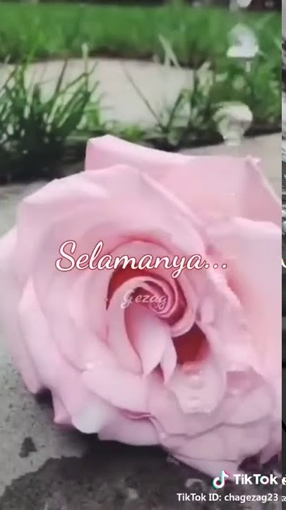 story wa 'dapatkah kita selamanya'
