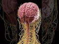 Your Memory is a Lie: 10 Facts About How You Remember