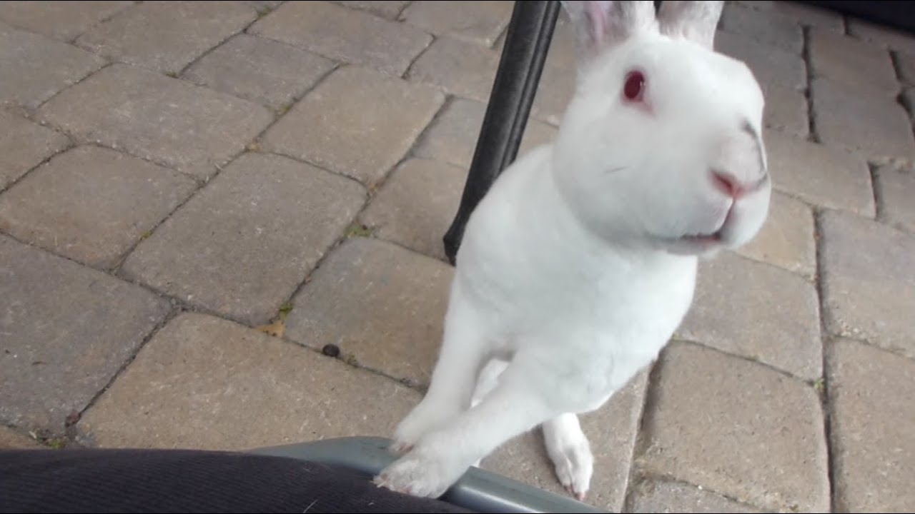 rabbit stopped using litter box