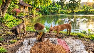Baby Monkey Ali, Bong & To Saw the Ducks… Then THIS Happened! 🐒🐶🦆😲