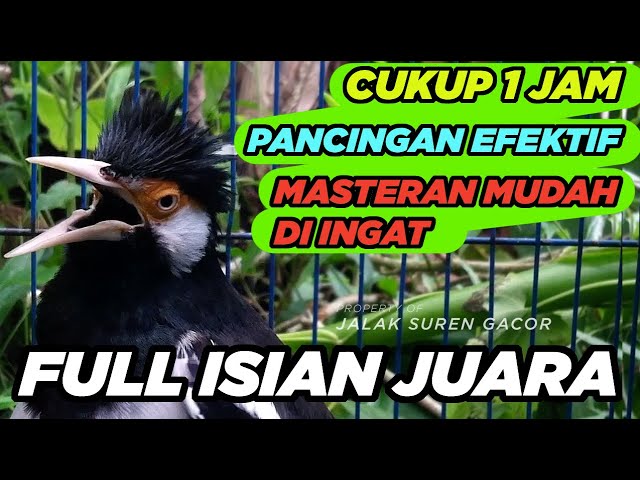 BURUNG JALAK SUREN GACOR FULL ISIAN JUARA sangat EFEKTIF buat PANCINGAN dan MASTERAN SEMUA JALAK class=