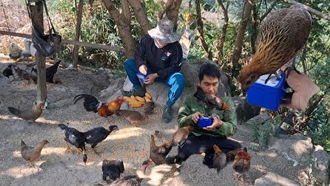 Hlau youtube mus pub qaib lom zem heev.Hlau đi cho gà rừng ăn 