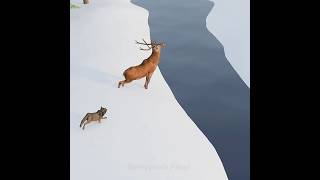 Why Elk Jump In Icy River