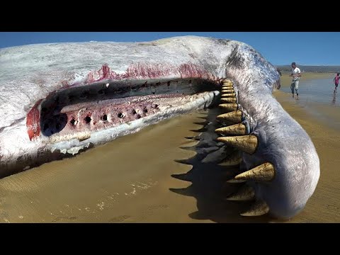 Video: El pez más grande: plusmarquistas marinos y de agua dulce