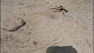 Zanzibar indian ocen chwaka beach