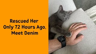 Download Lagu “HOW Is This Even Real?!” – 50 Cat Pics That Melted Everyone’s Heart MP3 Download Lagu “HOW Is This Even Real?!” – 50 Cat Pics That Melted Everyone’s Heart MP3