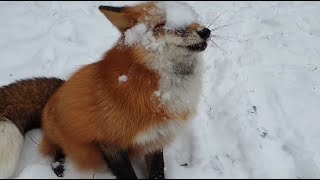 Alice the fox. Games in the snow.