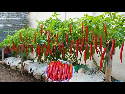 Grow chili peppers