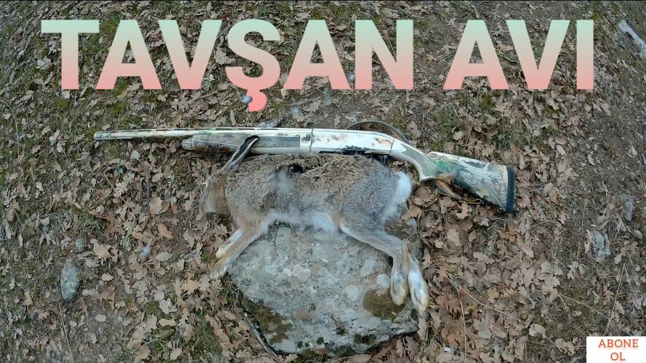 TAVŞAN AVI 2021 | RABBİT HUNT | Takla atan tavşan... صيد الأرانب - YouTube