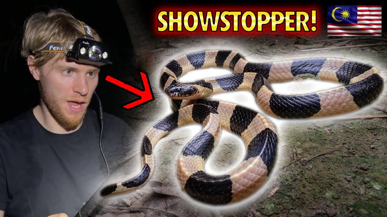 СМЕРТЕЛЬНО опасный полосатый крайт, змея-колесо и множество гадюк