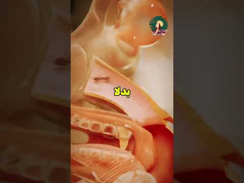 قاموا بأستنشاق النمل الناري 