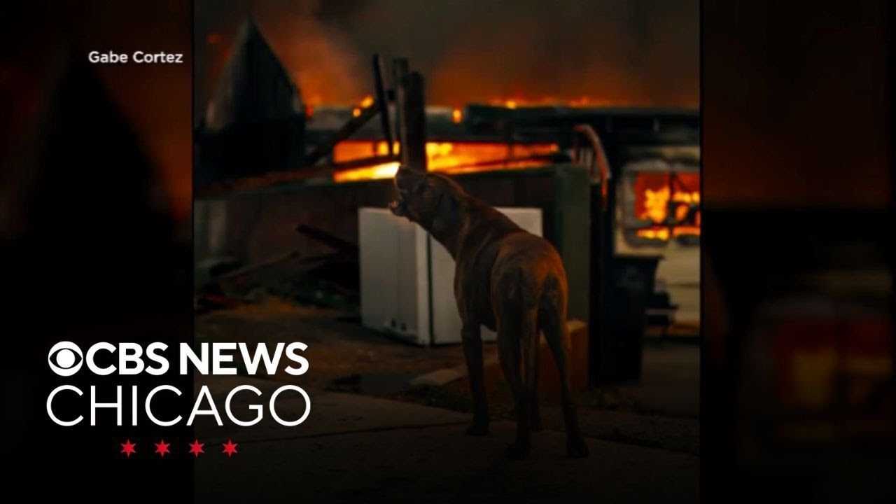Firefighters rescue dog from California wildfires - YouTube