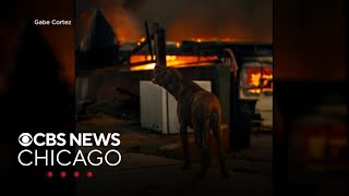Firefighters rescue dog from California wildfires